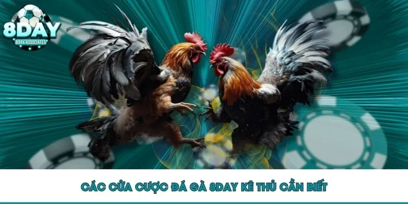 Các cửa cược đá gà 8DAY kê thủ cần biế