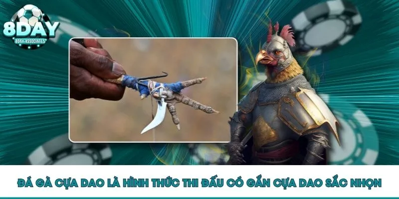 Đá gà cựa dao là hình thức thi đấu có gắn cựa dao sắc nhọn