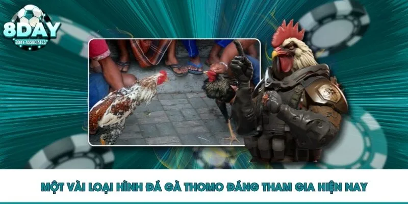 Một vài loại hình đá gà Thomo đáng tham gia hiện nay