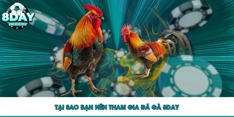 Tại sao bạn nên tham gia đá gà 8DAY