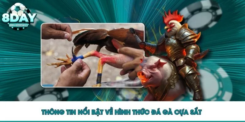 Thông tin nổi bật về hình thức đá gà cựa sắt 