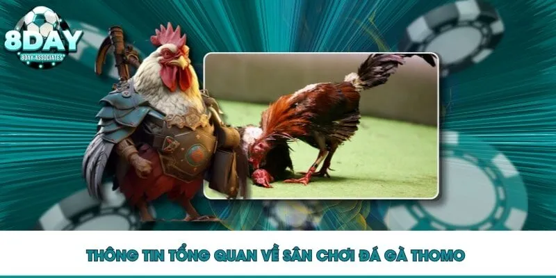 Thông tin tổng quan về sân chơi đá gà Thomo 