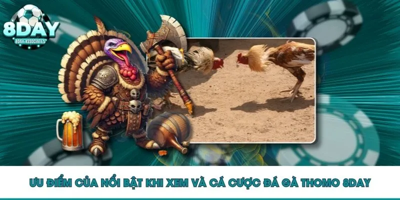 Ưu điểm của nổi bật khi xem và cá cược đá gà Thomo 8DAY